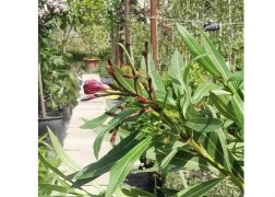 Nerium oleander Rosso sangue / Leander sötétpiros